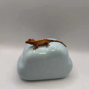 트라이 화이트스팟