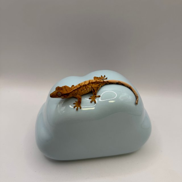 트라이 화이트스팟