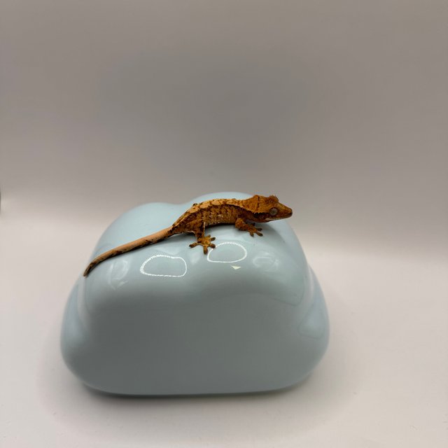 트라이 화이트스팟