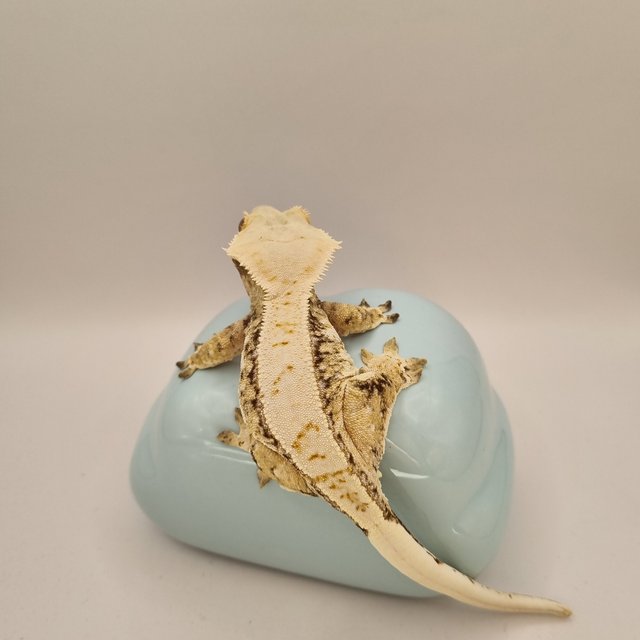 트라이 드리피 화이트스팟