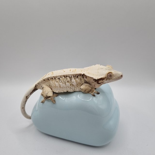 트라이 드리피 화이트스팟