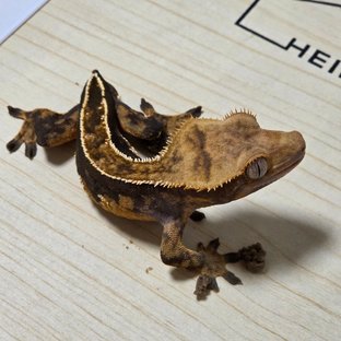 엠티백 텐저린 챠콜