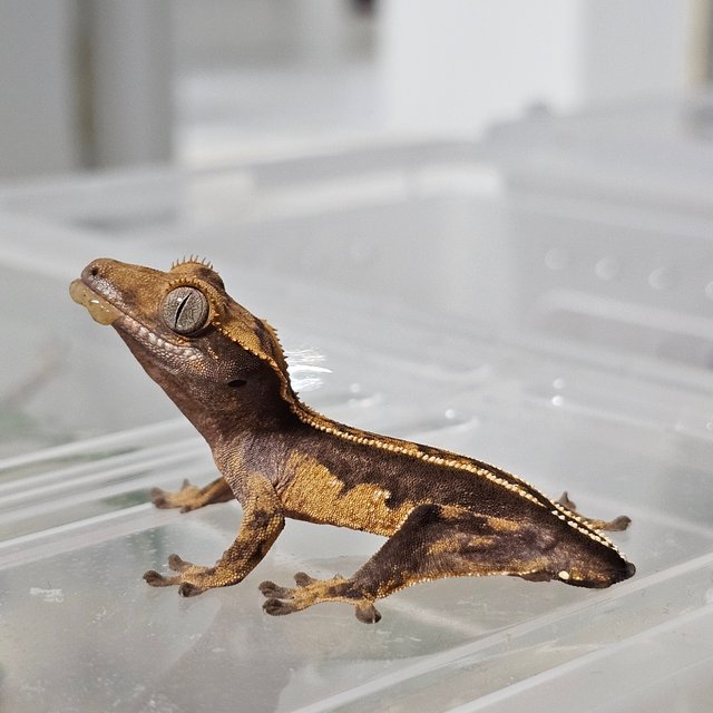 엠티백 텐저린 챠콜