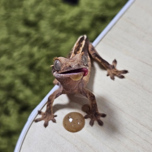 엠티백 텐저린 챠콜