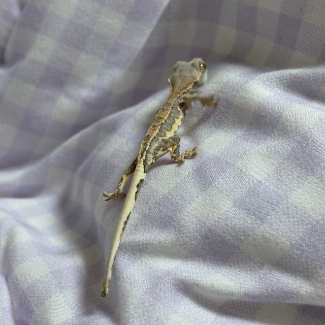 프라푸치노