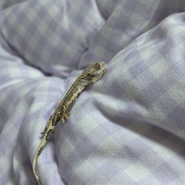 프라푸치노