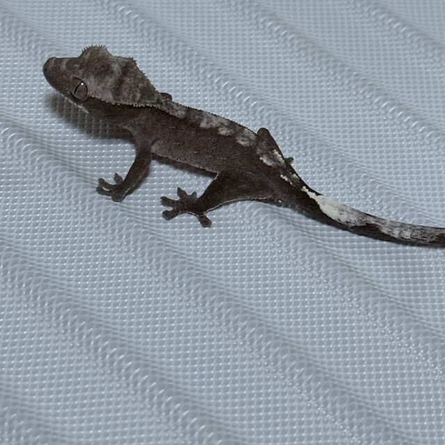 아잔틱