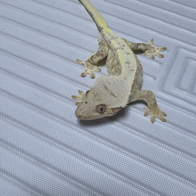 릴리화이트 크림