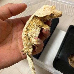 트라이 익스트림할리퀸 드리피 화이트스팟