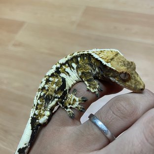 트라이 익스트림할리퀸 드리피 화이트스팟