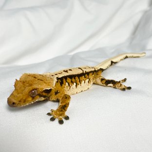 트라이 익스트림할리퀸