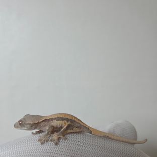세이블 릴리100%헷아잔틱