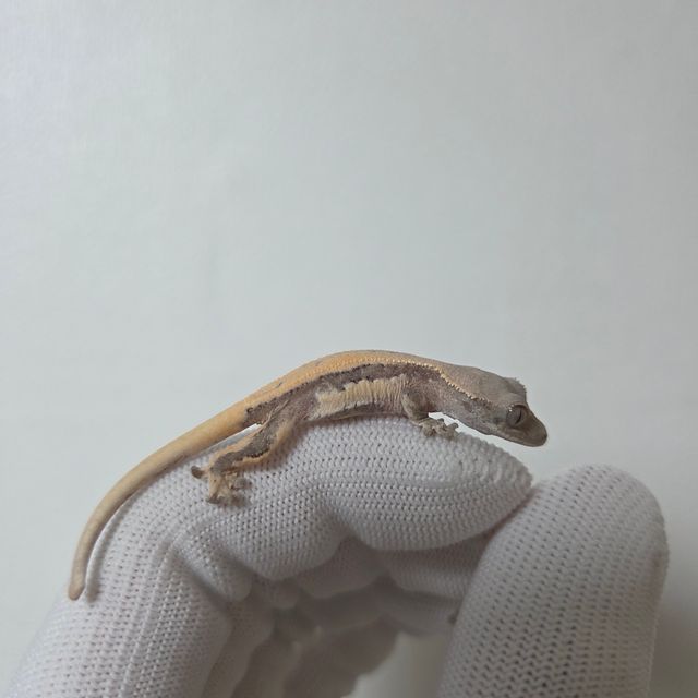 세이블 릴리100%헷아잔틱