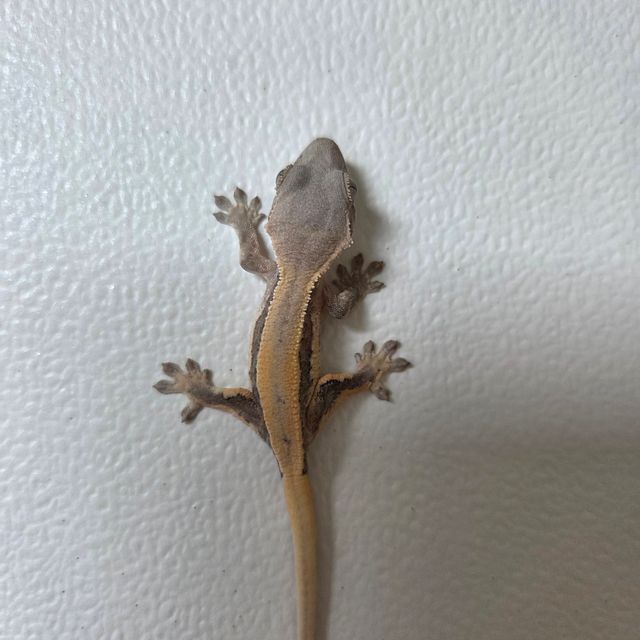 세이블 릴리100%헷아잔틱