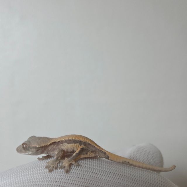 세이블 릴리100%헷아잔틱