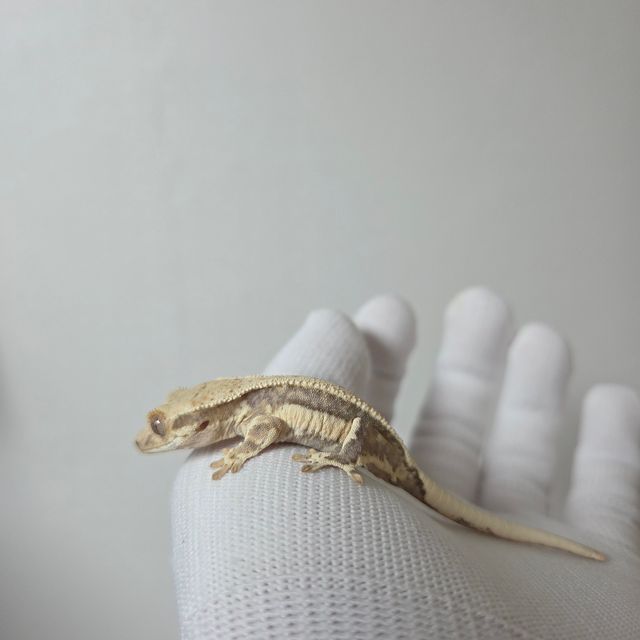릴리화이트 릴리100%헷아잔틱