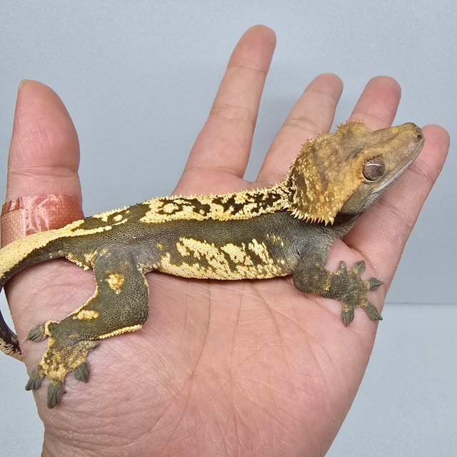 노멀 엠티백 쿼드