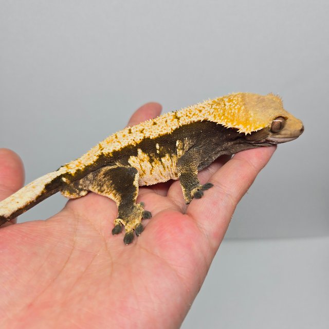 트라이 노멀 화이트포트홀