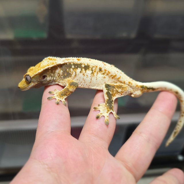 트라이 익스트림할리퀸 바브