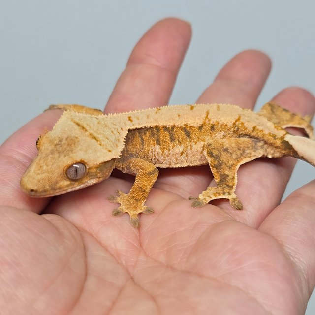 노멀 트라이 익스트림할리퀸