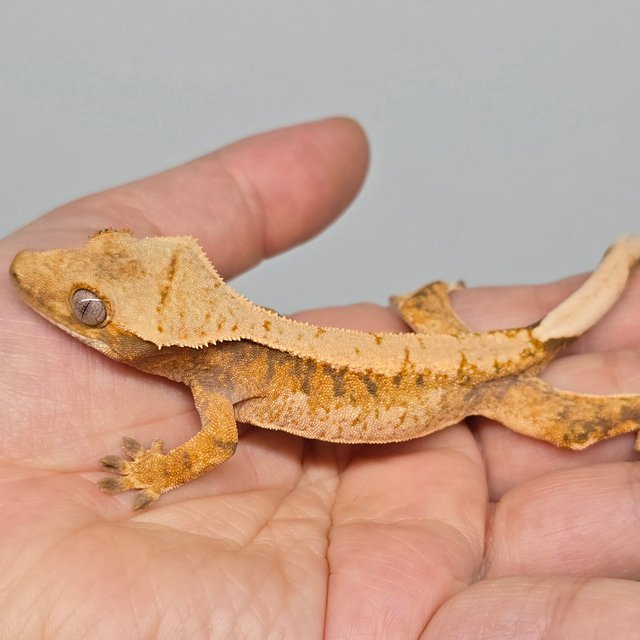 노멀 트라이 익스트림할리퀸