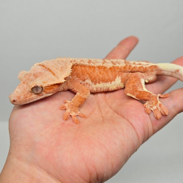 레드 팬텀 릴리화이트