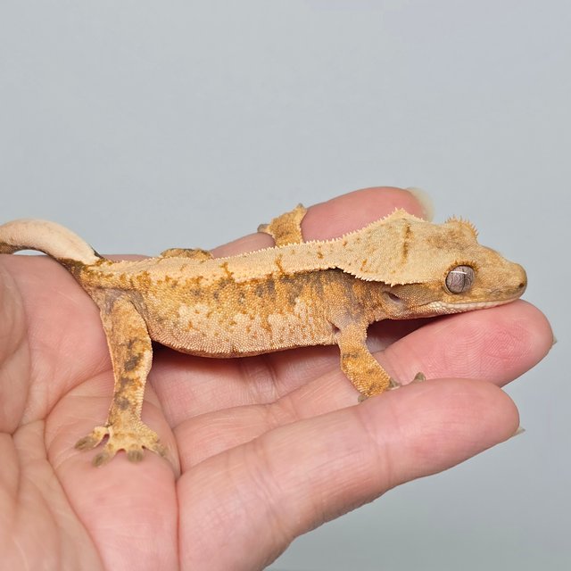 노멀 트라이 익스트림할리퀸