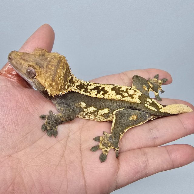 노멀 엠티백 쿼드