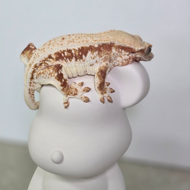 레드 릴리화이트