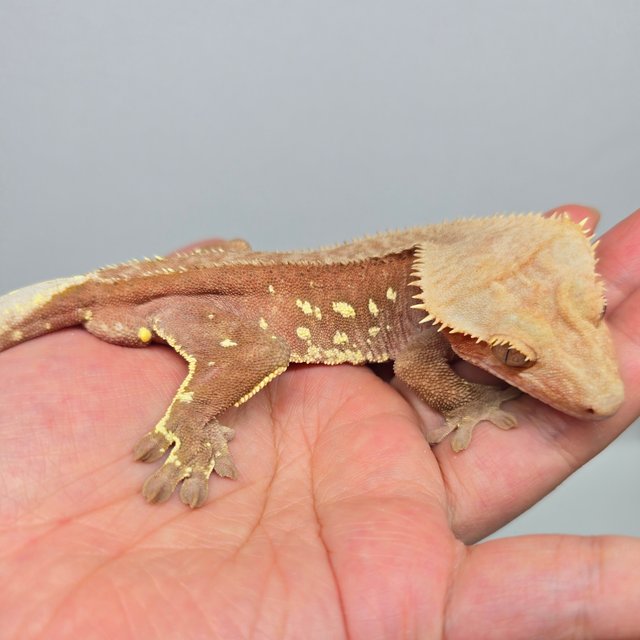 레드 바이 화이트포트홀