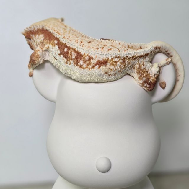 레드 릴리화이트