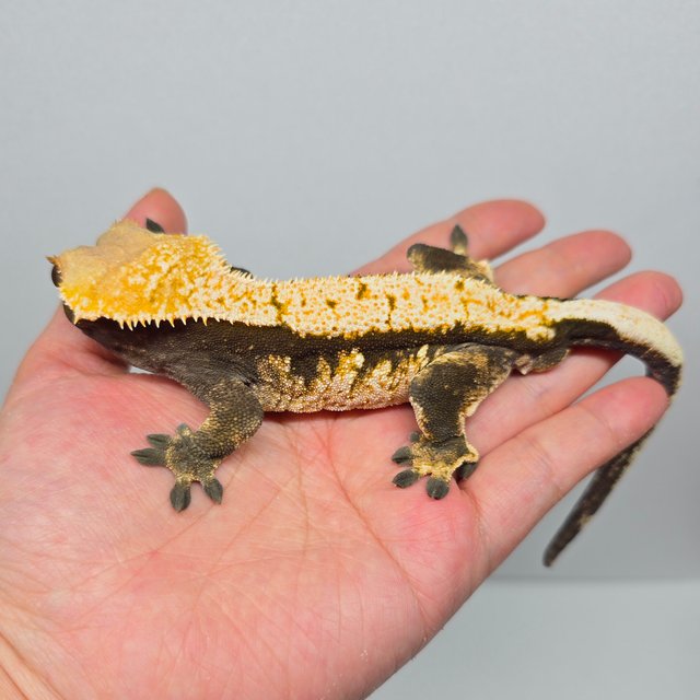 트라이 노멀 화이트포트홀