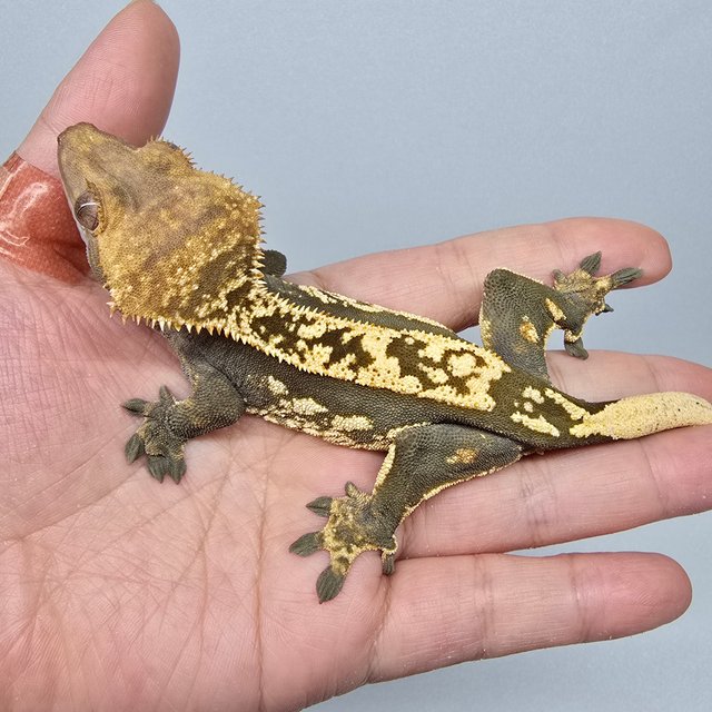 노멀 엠티백 쿼드