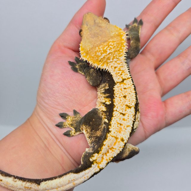 트라이 노멀 화이트포트홀