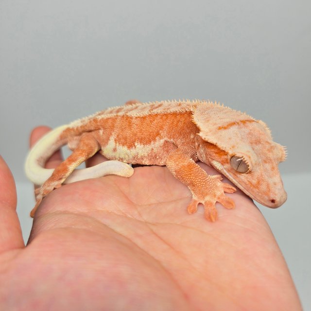 레드 팬텀 릴리화이트