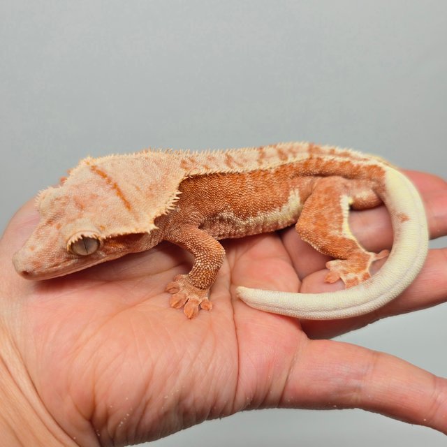 레드 팬텀 릴리화이트