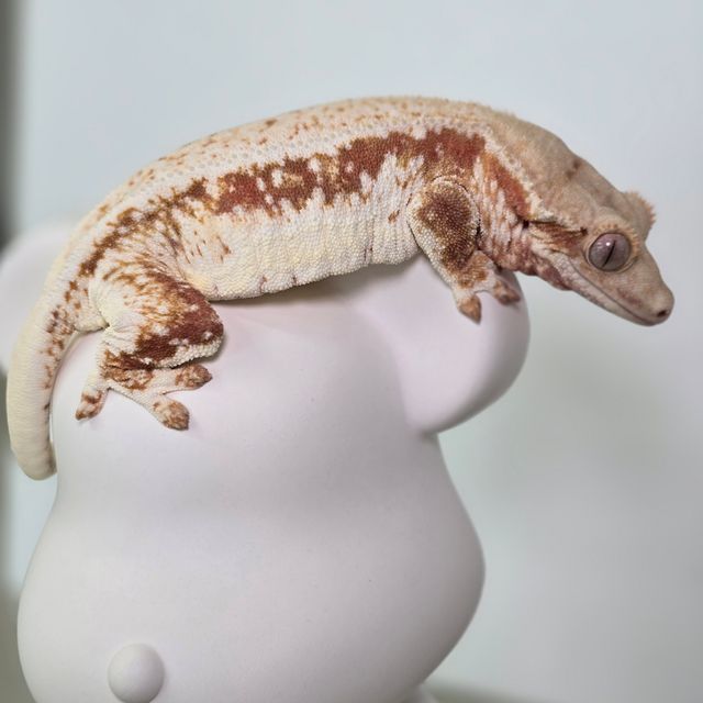레드 릴리화이트