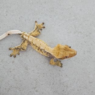 트라이