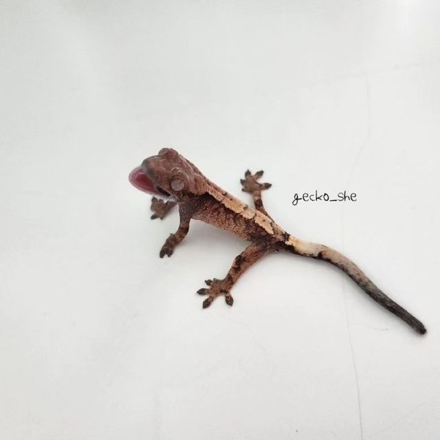 세이블