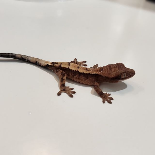 세이블
