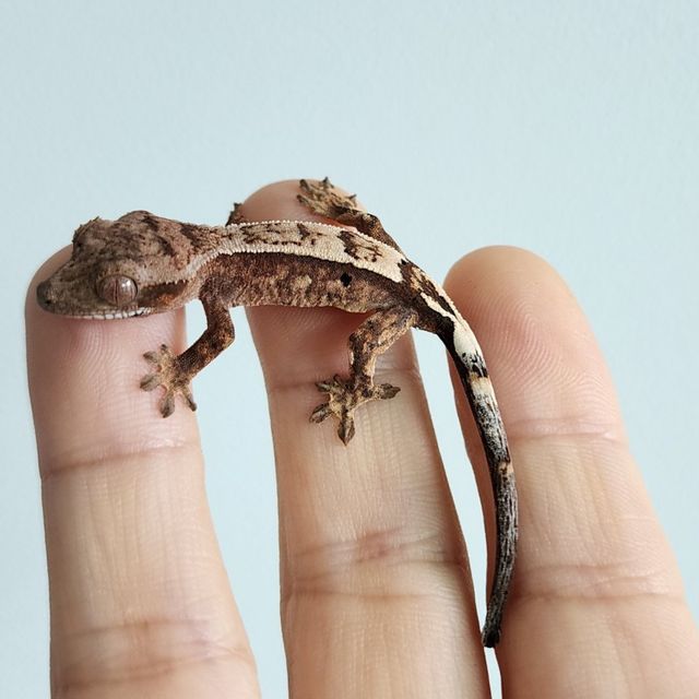 세이블