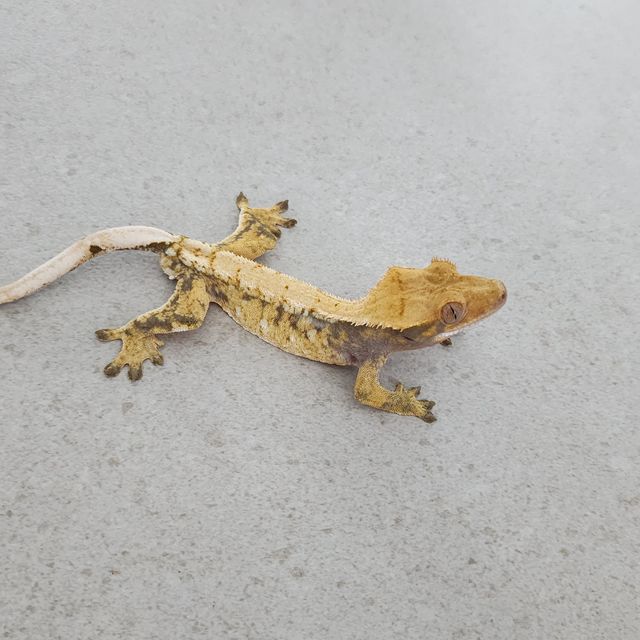 트라이