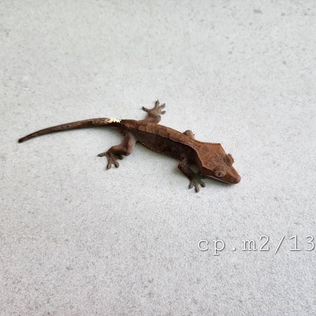 카푸치노