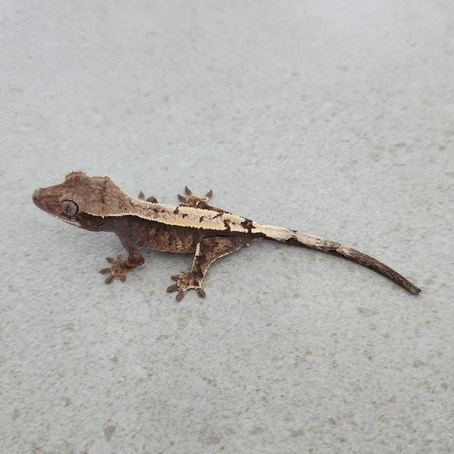 세이블