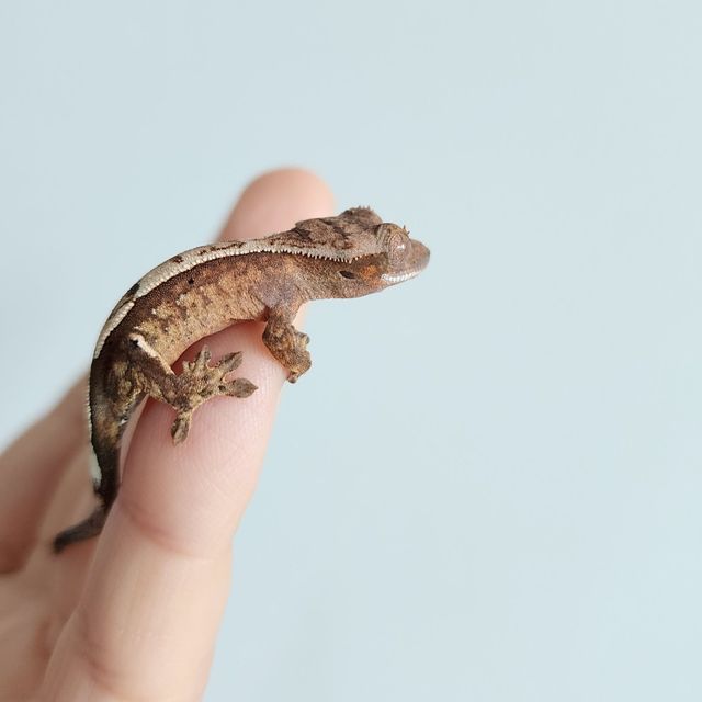 세이블