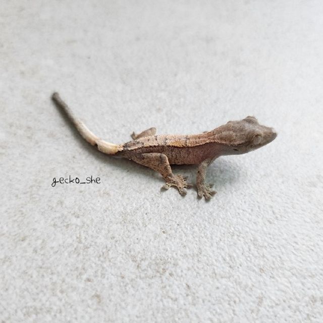 세이블