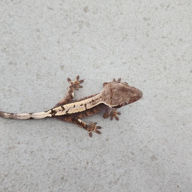 세이블