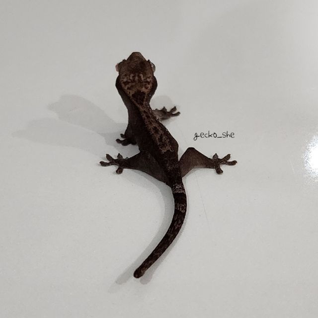 루왁