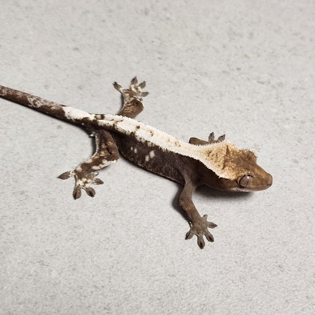 세이블