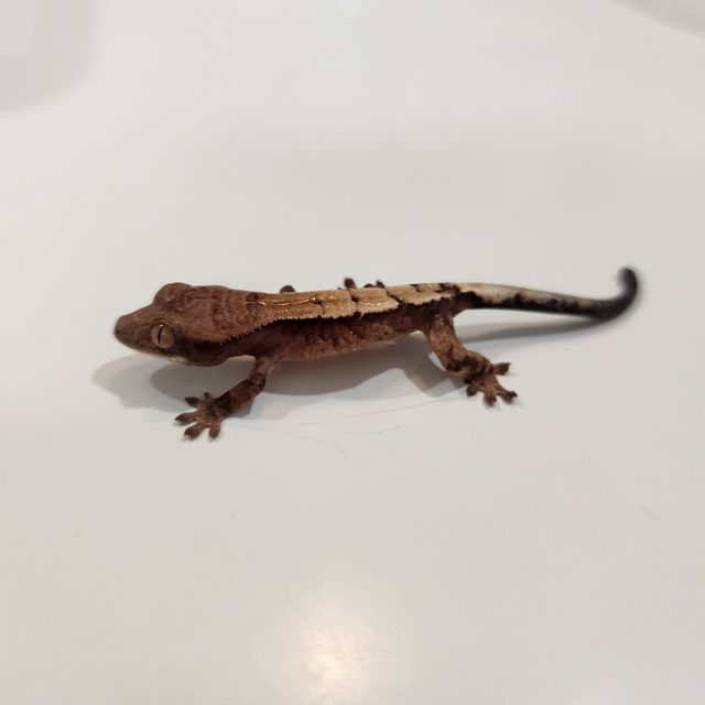 세이블